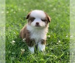 Small Photo #2 Miniature Australian Shepherd Puppy For Sale in MANSFIELD, PA, USA