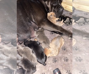 Medium Cane Corso
