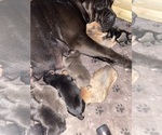 Puppy Blue Fawn Cane Corso