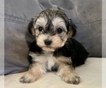 Small Photo #8 Maltipoo Puppy For Sale in SANTA MARIA, CA, USA