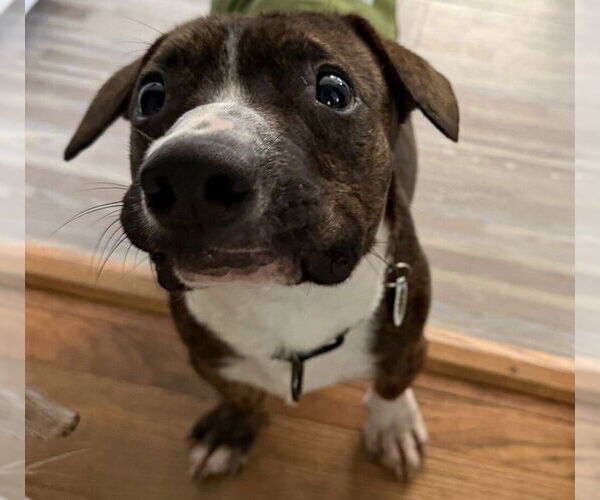 Medium Photo #6 Mutt Puppy For Sale in Candler, NC, USA