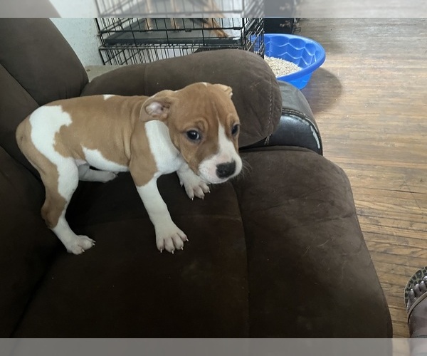 Medium Photo #9 American Pit Bull Terrier Puppy For Sale in BUFFALO, NY, USA