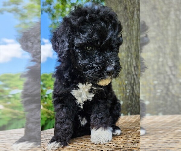 Medium Photo #2 Aussiedoodle Puppy For Sale in COLUMBIA, TN, USA