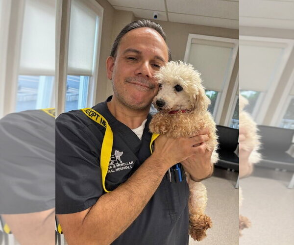 Medium Photo #3 Coton de Tulear Puppy For Sale in Caldwell, NJ, USA