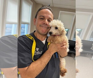 Giselle - Female Coton de Tulear Dog for Adoption - Photo #3