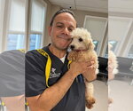 Small Photo #3 Coton de Tulear Puppy For Sale in Caldwell, NJ, USA
