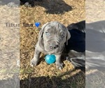 Puppy Titus Cane Corso