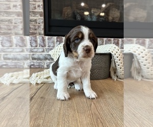 Medium English Springer Spaniel