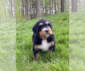 Bernedoodle Puppy for Sale in SPRINGFIELD, Virginia USA