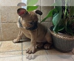 Small #11 American Bullnese-French Bulldog Mix