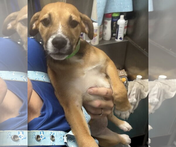 Medium Photo #5 Black Mouth Cur-Unknown Mix Puppy For Sale in Sanford, FL, USA