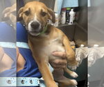 Small #4 Black Mouth Cur Mix