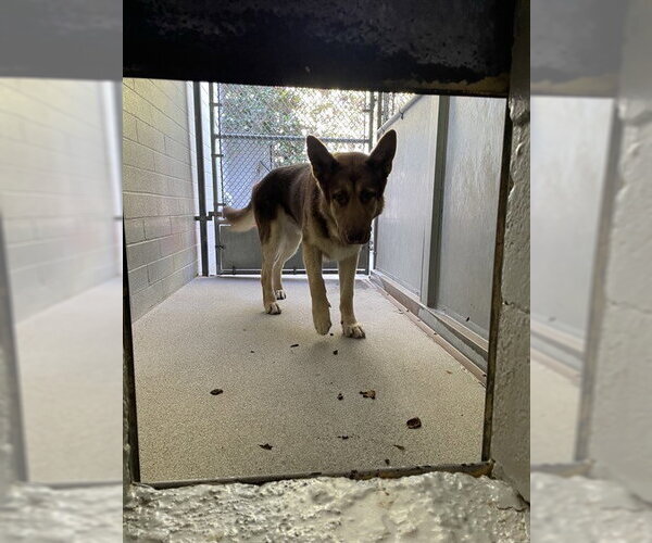 Medium Photo #1 German Shepherd Dog Puppy For Sale in Stockton, CA, USA