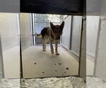 Small German Shepherd Dog