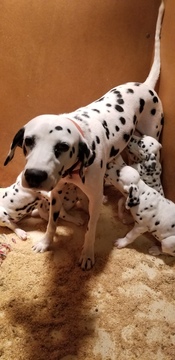 Medium Photo #4 Dalmatian Puppy For Sale in DUVALL, WA, USA