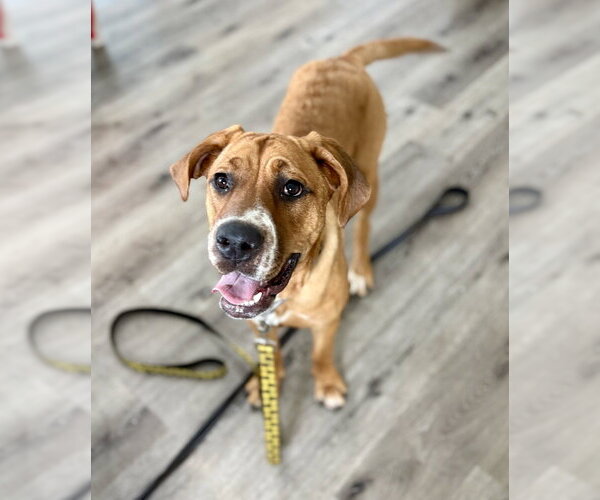 Medium Photo #10 Black Mouth Cur-Labrador Retriever Mix Puppy For Sale in Brewster, NY, USA