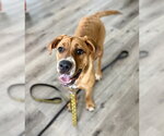 Small #9 Black Mouth Cur-Labrador Retriever Mix