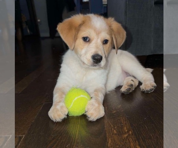 Medium Photo #2 Retriever -Unknown Mix Puppy For Sale in pomfret, CT, USA