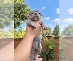 Puppy 8 Olde English Bulldogge