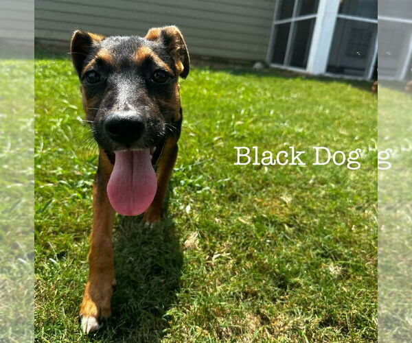 Medium Photo #2 Carolina Dog-Unknown Mix Puppy For Sale in Canton, CT, USA