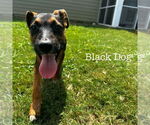 Small #1 Carolina Dog Mix
