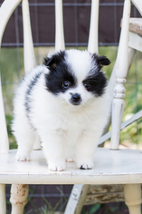 Pomeranian Puppy for sale in BALL GROUND, GA, USA
