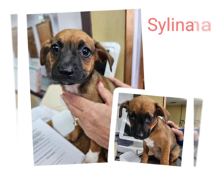 Chihuahua-Unknown Mix Dogs for adoption in Cranston, RI, USA