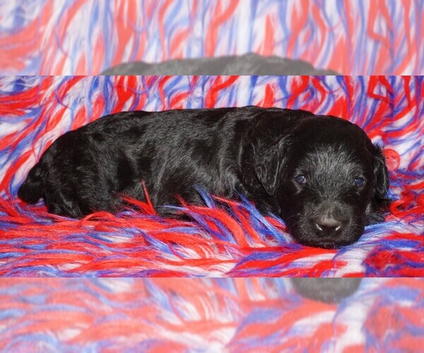 Medium Photo #1 Labradoodle Puppy For Sale in LA HABRA, CA, USA