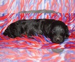 Image preview for Ad Listing. Nickname: black