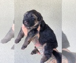Small #19 German Shepherd Dog