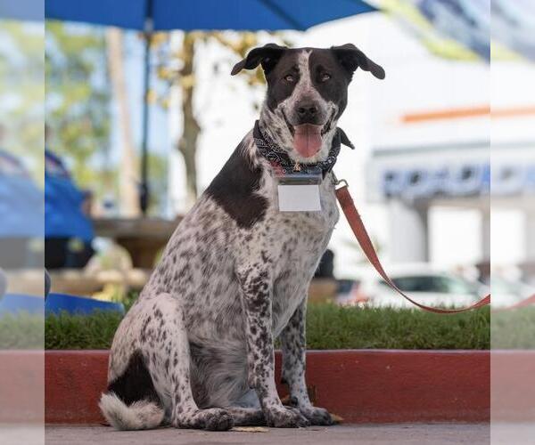 Medium Photo #9 Dalmatian-Unknown Mix Puppy For Sale in San Diego, CA, USA