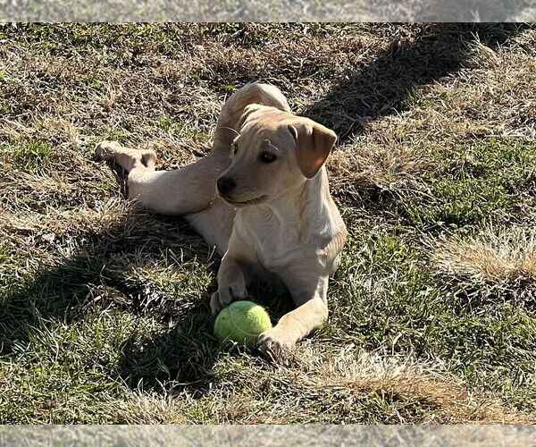 Medium Photo #2 Labrador Retriever-Saint Bernard Mix Puppy For Sale in Aurora, IN, USA