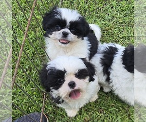 Shih Tzu Puppy for Sale in PITTSFIELD, New Hampshire USA