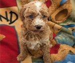 Puppy Mia Poodle (Miniature)