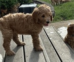 Puppy Pink Collar Goldendoodle