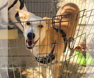 Blondie - Female Labrador Retriever-Unknown Mix Dog for Adoption - Photo #6