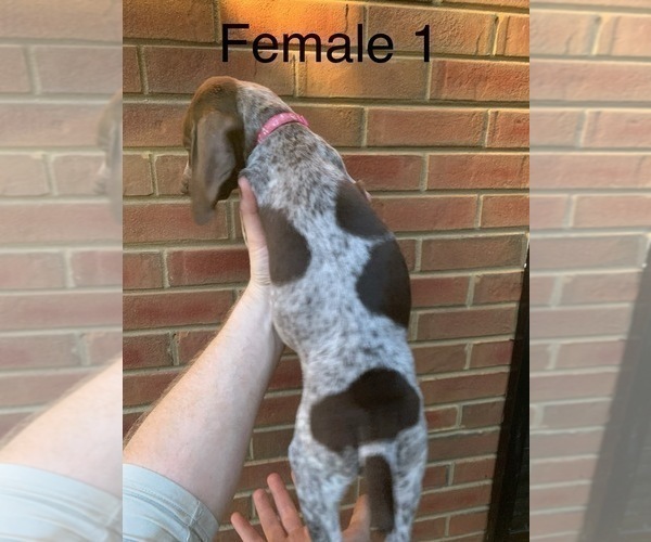 Medium Photo #9 German Shorthaired Pointer Puppy For Sale in MARIETTA, GA, USA