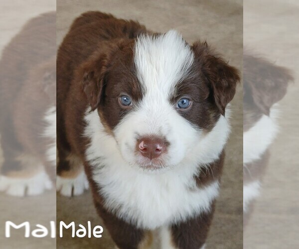 Medium Photo #1 Australian Shepherd Puppy For Sale in TAYLOR, TX, USA