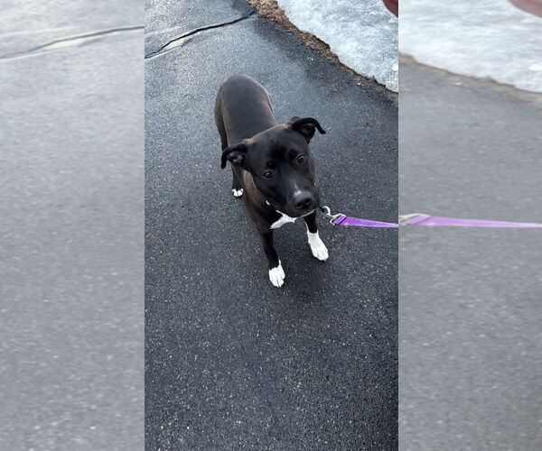 Medium Photo #2 Mutt Puppy For Sale in Gloversville, NY, USA