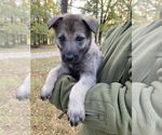 Small #17 German Shepherd Dog-Timber Wolf Mix