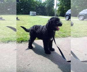 Aussiedoodle Puppy for sale in CLAREMORE, OK, USA