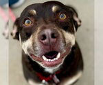 Small #4 Dachshund Mix