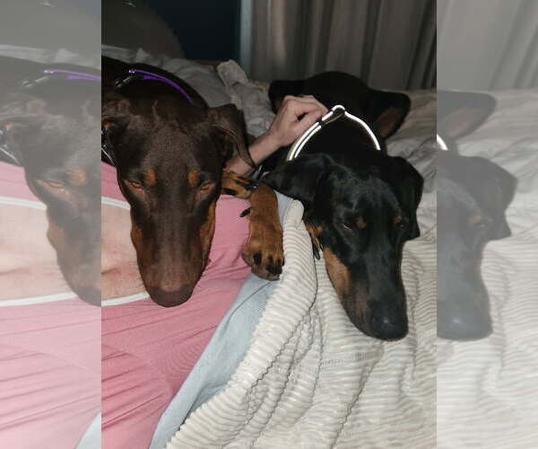 Medium Photo #4 Doberman Pinscher Puppy For Sale in Minneaoplis, MN, USA