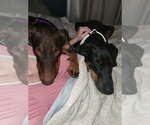 Small Photo #4 Doberman Pinscher Puppy For Sale in Minneaoplis, MN, USA