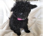 Small Photo #8 Pom-A-Poo Puppy For Sale in HENDERSON, NV, USA