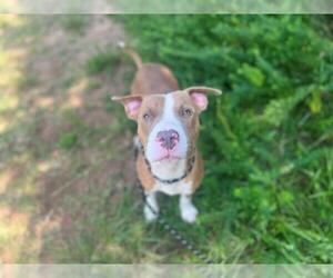 American Pit Bull Terrier Dogs for adoption in Charlotte, NC, USA