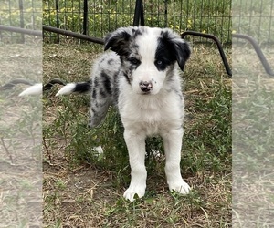Border Collie Puppy for sale in MINNEAPOLIS, MN, USA