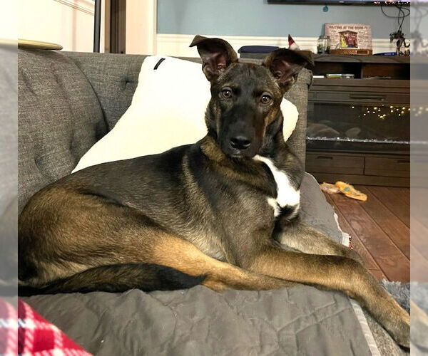 Medium Photo #18 Mutt Puppy For Sale in Wakefield, RI, USA