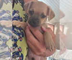 Small Pug Mix