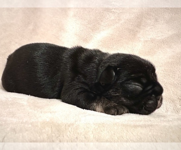 Medium Photo #2 French Bulldog Puppy For Sale in PETERSBURG, VA, USA